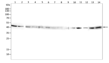 ACTB Antibody