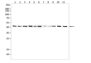 ACTB Antibody