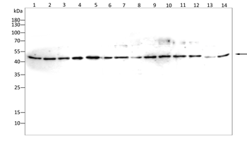 ACTB Antibody