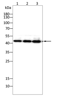 ACTB Antibody
