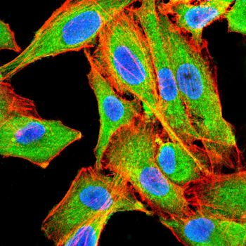 STING1 Antibody