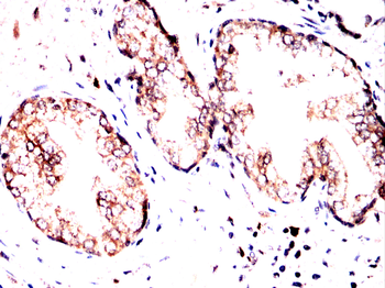 ALYREF Antibody