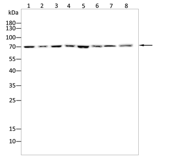 FOSB Antibody