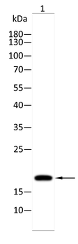 H1-2 Antibody