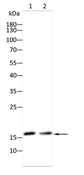 H1-2 Antibody