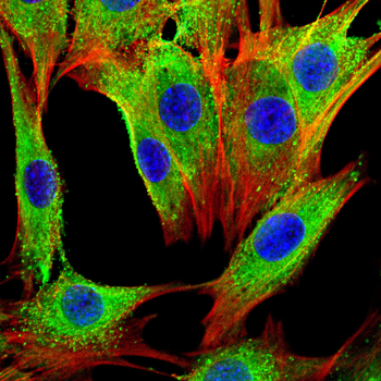 ELN Antibody