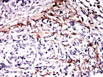 ELN Antibody