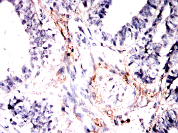 ELN Antibody