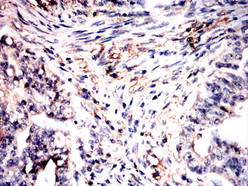 ELN Antibody
