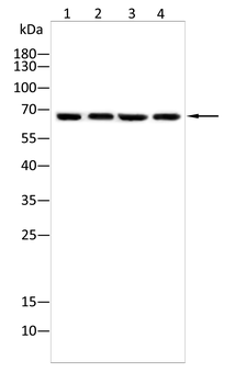 ELN Antibody