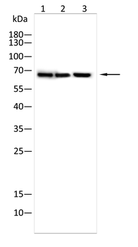 ELN Antibody