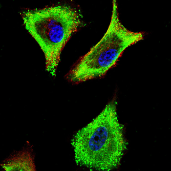 ELN Antibody