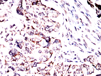 ELN Antibody