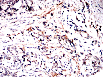 ELN Antibody