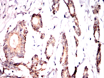 ELN Antibody
