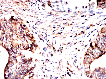 ELN Antibody