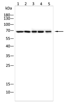 ELN Antibody