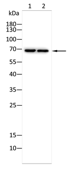 ELN Antibody