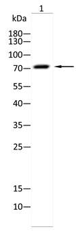 SLC6A3 Antibody