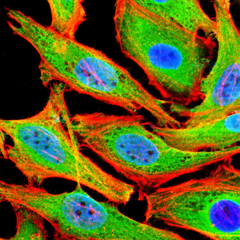 SEPTIN2 Antibody