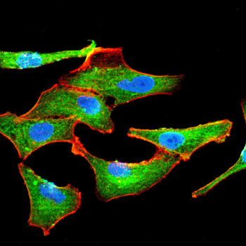 PTGER2 Antibody