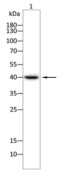 PTGER2 Antibody