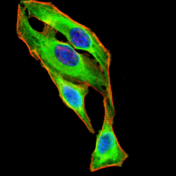 PADI4 Antibody