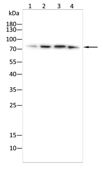 PADI4 Antibody