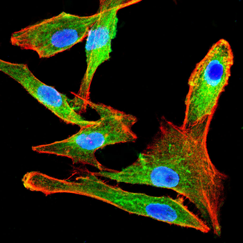 PADI4 Antibody