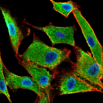 ESRRA Antibody