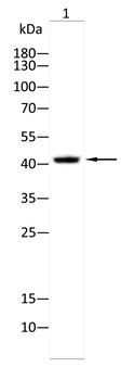 ESRRA Antibody