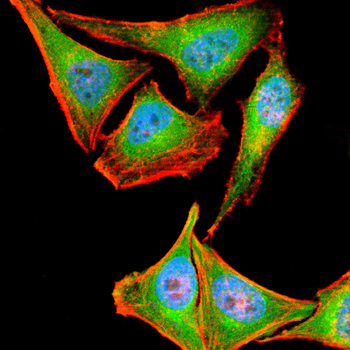 CD79A Antibody