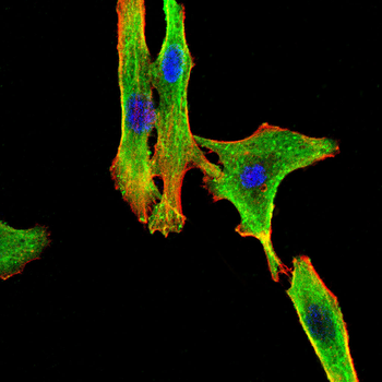 CD79A Antibody