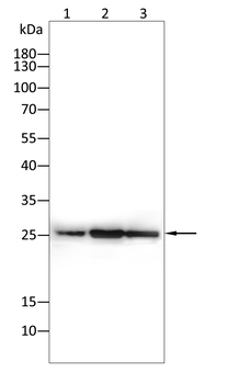 CD79A Antibody
