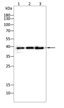 EFEMP1 Antibody