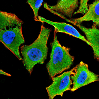 APOA1 Antibody
