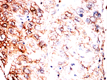 APOA1 Antibody