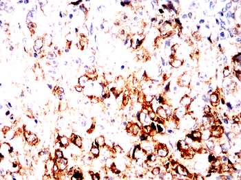 APOA1 Antibody