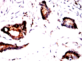 PRDX3 Antibody
