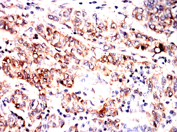 PRDX3 Antibody