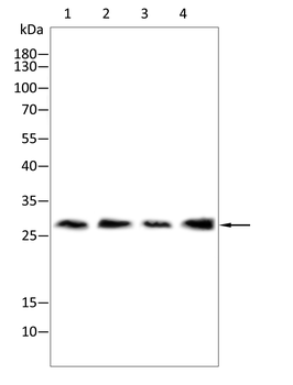 PRDX3 Antibody