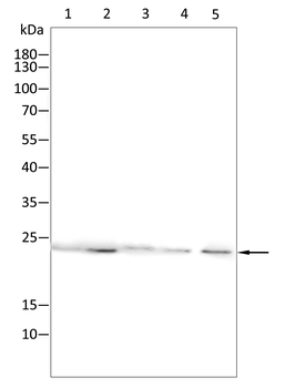 RAB13 Antibody