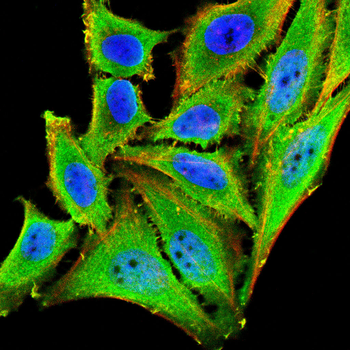 SLC7A5 Antibody
