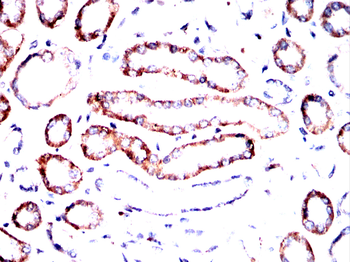 SLC7A5 Antibody