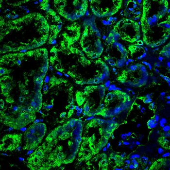 SLC7A5 Antibody