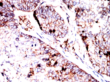 SLC7A5 Antibody
