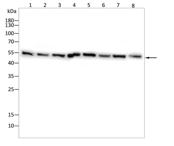 SLC7A5 Antibody