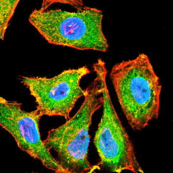 SLC7A5 Antibody