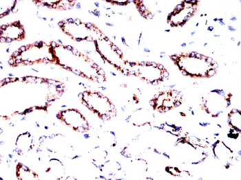 SLC7A5 Antibody