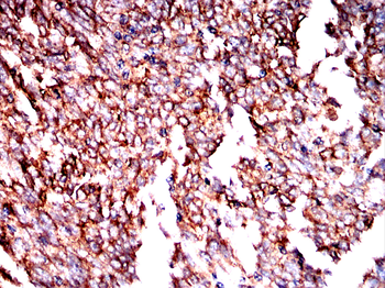 SLC7A5 Antibody